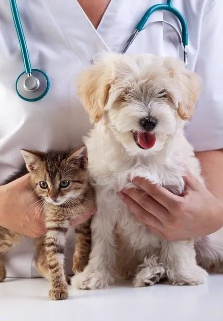 Veterinário com um cãozinho e uma gatinha nos braços na Todah Pets